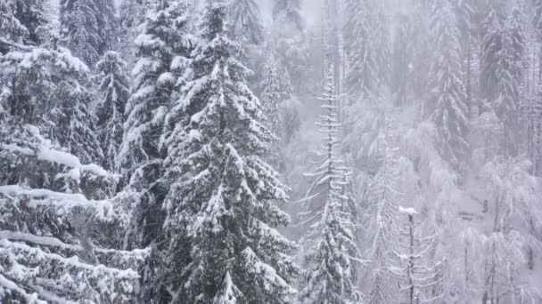 Rise above the coniferous forest covered with snow — Stock Video