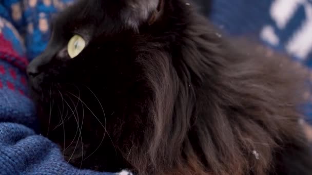 Black cat is held on its hands outdoors in the winter, with snowflakes on its fur — Stock Video