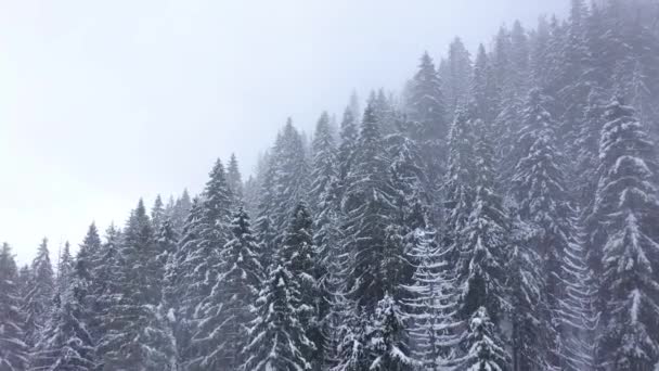 Flug über Schneesturm in einem verschneiten Gebirgsnadelwald, neblig-unfreundliches Winterwetter. — Stockvideo