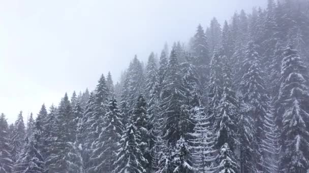 Vuelo sobre tormenta de nieve en un bosque de coníferas de montaña nevada, niebla clima invernal hostil . — Vídeos de Stock