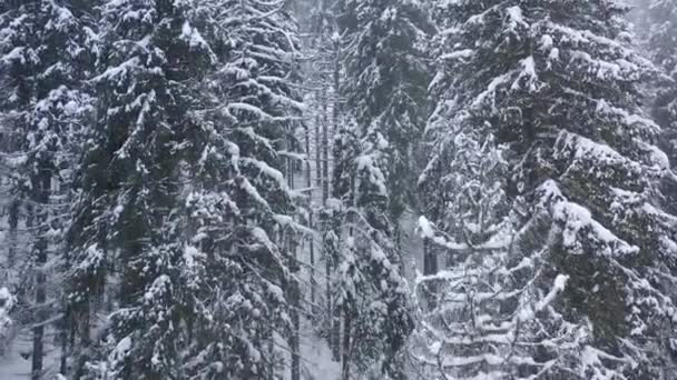 Voo sobre a tempestade de neve em uma floresta de coníferas de montanha nebulosa, tempo de inverno hostil nebuloso . — Vídeo de Stock