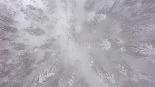 Vista aérea de una moto de nieve que cabalga en medio de un fabuloso bosque nevado . — Vídeos de Stock