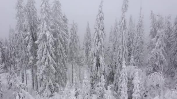 Flyga genom en vintern fairy forest i vinter dimmigt väder — Stockvideo