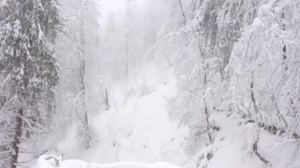 Voando através de uma floresta de fadas de inverno no inverno tempo nebuloso — Vídeo de Stock