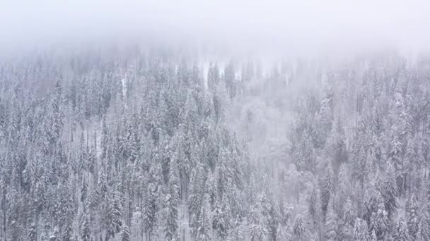 Letecký Pohled Jehličnatého Lesa Horách Zimě Mlha Nepohodlné Nepřátelské Zimní — Stock video