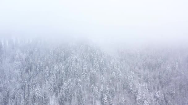 Vlucht over sneeuwstorm in een besneeuwde berg naaldhout bos, mistige onvriendelijke winterweer. — Stockvideo