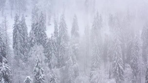 Flug über Schneesturm in einem verschneiten Gebirgsnadelwald, neblig-unfreundliches Winterwetter. — Stockvideo