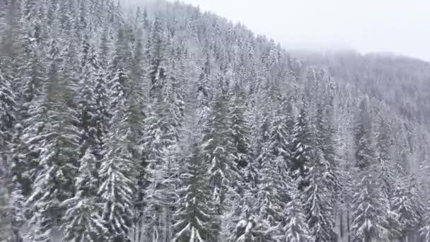 Flug über Schneesturm in einem verschneiten Gebirgsnadelwald, neblig-unfreundliches Winterwetter. — Stockvideo