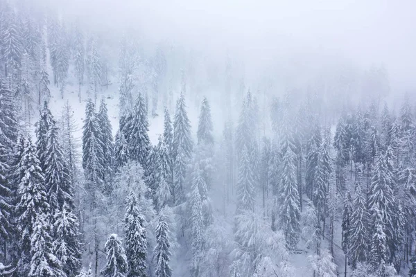 Вид з повітря на хвойний ліс в горах взимку — стокове фото