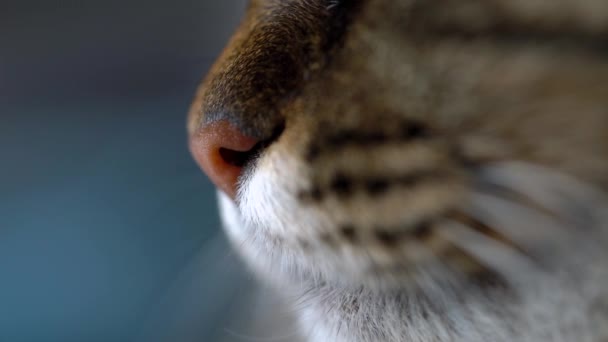 Bocal de perfil bonito de um gato doméstico tabby close-up — Vídeo de Stock