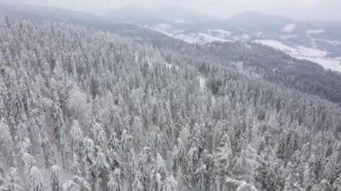 Karlı dağ iğne yapraklı orman, sisli düşmanca kış hava kar fırtınasında üzerinde uçuş.