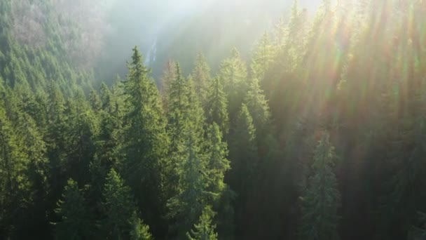 Vista da altura das montanhas cobertas com floresta de coníferas e neblina matinal. Amanhecer — Vídeo de Stock