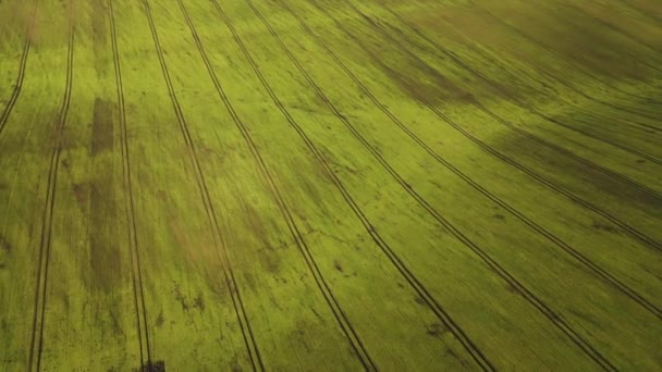 Luftaufnahme der grünen Wiese, landwirtschaftliches Konzept — Stockvideo