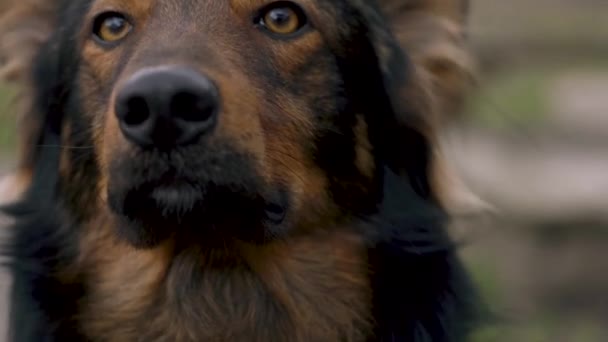 Portrait of a cute mongrel dog outdoors — Stock Video