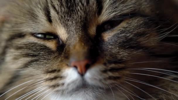 Cute muzzle of a tabby domestic cat close up — Stock Video