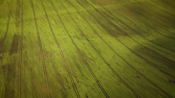 Vista aérea del campo verde, concepto de agricultura. Filmado a diferentes velocidades - acelerado y normal — Vídeos de Stock