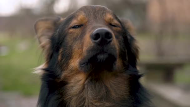 Porträt eines niedlichen Mischlingshundes im Freien — Stockvideo