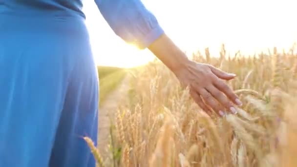 Vrouwelijke hand aanraken van tarwe op het veld in een zonsondergang licht — Stockvideo