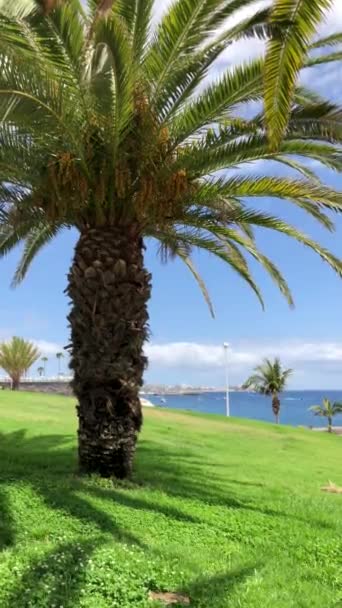 Vertical video. Palm trees on the green grass. Sea or ocean on the background — Stock Video