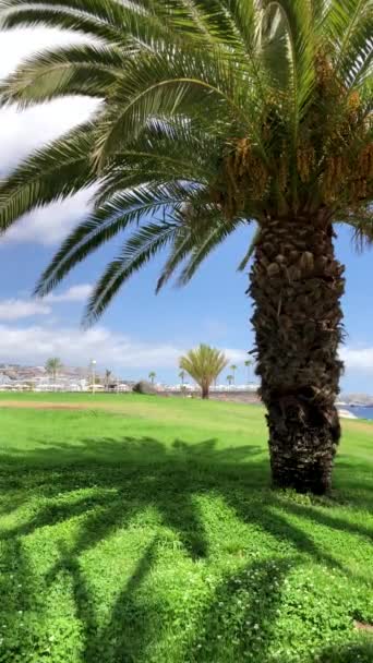 Vertikální video. Palmové stromy na zelené trávě. Moře nebo oceán na pozadí — Stock video