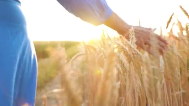 Vrouwelijke hand aanraken van tarwe op het veld in een zonsondergang licht — Stockvideo