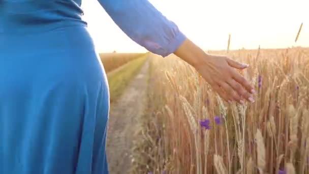 Mano femenina tocando trigo en el campo en una luz del atardecer — Vídeo de stock