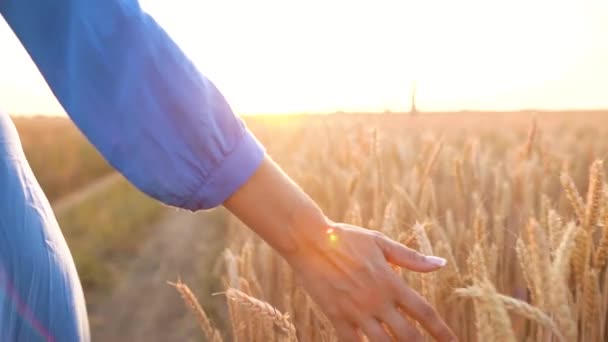 Mão feminina tocando trigo no campo em uma luz do pôr do sol. Movimento lento — Vídeo de Stock