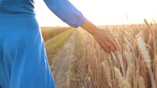 Weibliche Hand, die den Weizen im Sonnenuntergang auf dem Feld berührt. Zeitlupe — Stockvideo