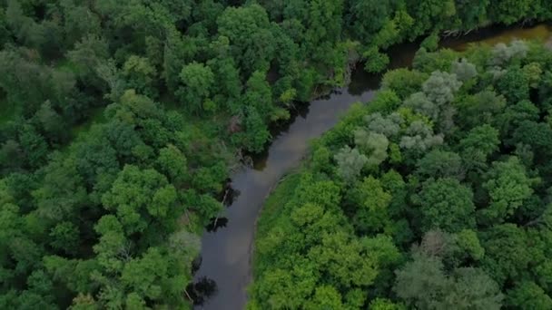 아름다운 풍경의 공중 보기 - 강은 녹색 낙엽 숲 사이에 흐른다 — 비디오
