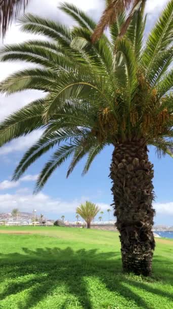 Vertical video. Palm trees on the green grass. Sea or ocean on the background — Stock Video