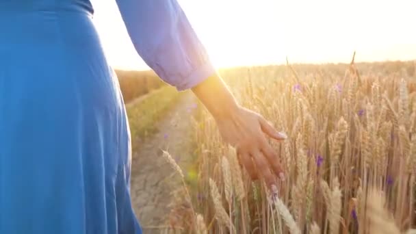 Vrouwelijke hand aanraken van tarwe op het veld in een zonsondergang licht. Slow motion — Stockvideo