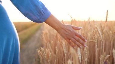 Buğday alanında bir gün batımı ışık dokunmadan el
