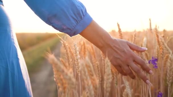 日没の光のフィールドを小麦に触れる女性の手。スローモーション — ストック動画