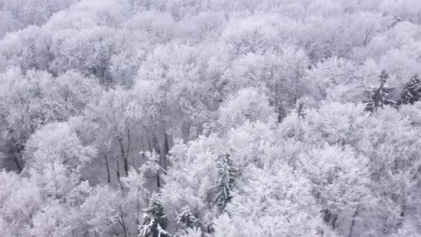 Вид з повітря на казкові снігові покриті дерева взимку — стокове відео