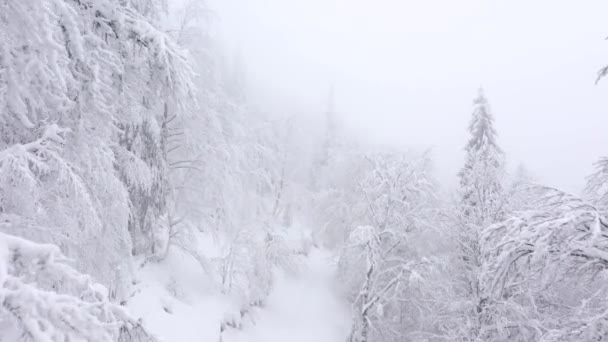 Вид с воздуха на заснеженные деревья в горах зимой — стоковое видео