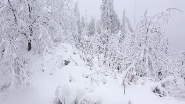 Widok z powietrza na pokryte śniegiem drzewa w górach w zimie — Wideo stockowe