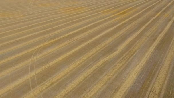 Vista aérea del campo después de la cosecha — Vídeo de stock