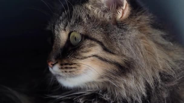 Ładny kaganiec pręgowany kot domowy z bliska — Wideo stockowe