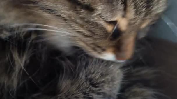 Симпатичный Тэбби домашний кот мыл посуду вблизи. — стоковое видео