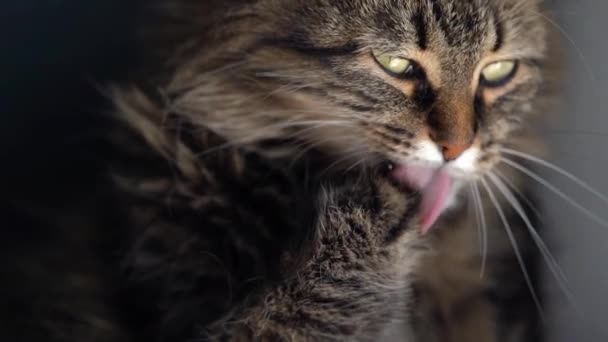 Lindo gato doméstico tabby lavando de cerca. Movimiento lento — Vídeos de Stock