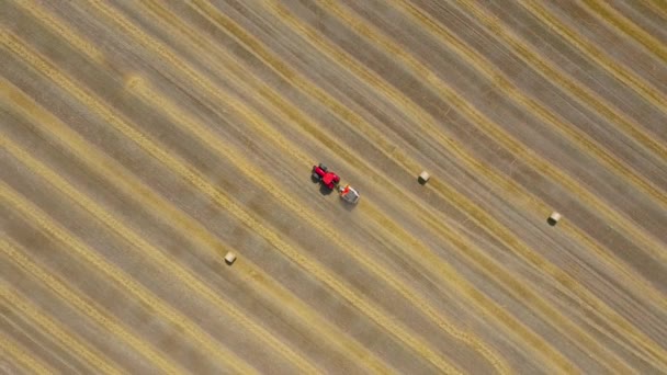 Вид с воздуха на сенокос, обработанный в круглые тюки. Красный трактор работает в поле — стоковое видео
