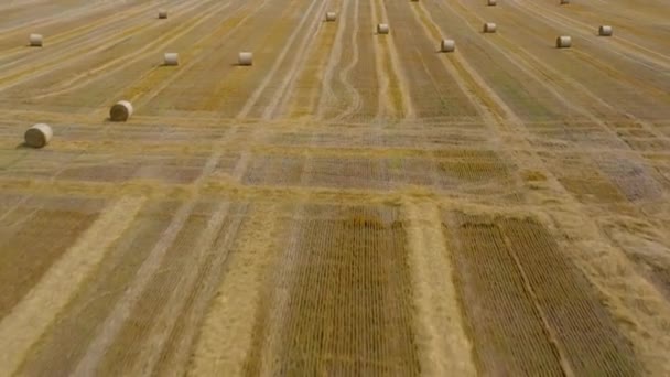 Vuelo sobre el campo durante el heno. Los pajar redondos están esparcidos por el campo — Vídeo de stock