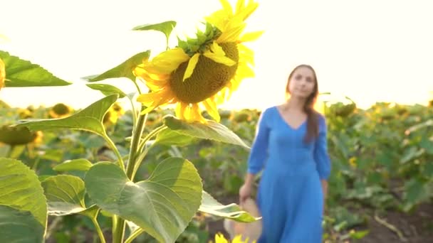 La donna in un vestito azzurro si mette un cappello di paglia su un girasole nel campo a tramonto. Agricoltura — Video Stock