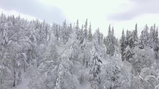 Luchtfoto van besneeuwde bomen in de bergen in de winter — Stockvideo