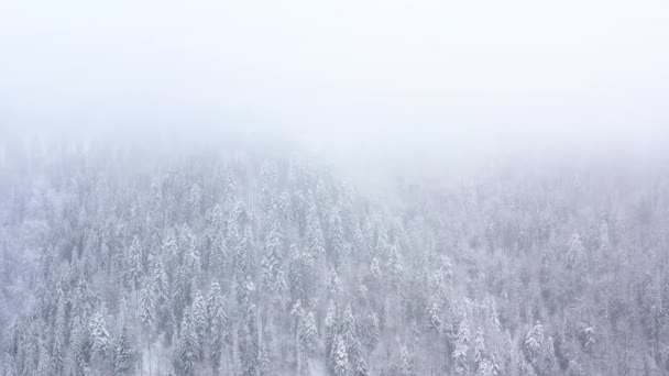 雪の山の針葉樹林、霧の無愛想な冬の天候で吹雪以上フライト。さまざまな速度で撮影: 通常、加速 — ストック動画