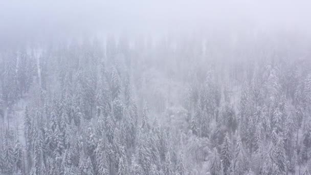Volo sopra tempesta di neve in una foresta di conifere di montagna nevosa, tempo invernale ostile nebbioso . — Video Stock