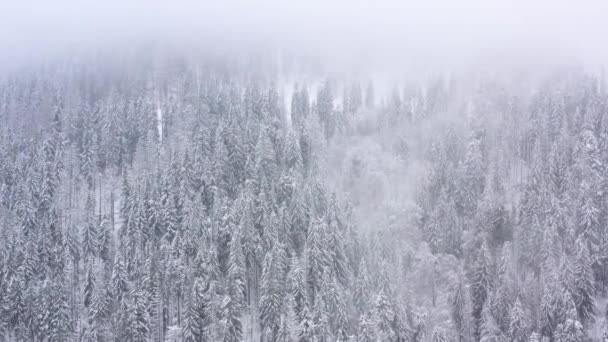 Voo sobre a tempestade de neve em uma floresta de coníferas de montanha nebulosa, tempo de inverno hostil nebuloso . — Vídeo de Stock