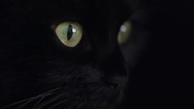 Yeşil gözlü siyah kabarık kedi portresi kadar kapatın. Cadılar Bayramı sembolü