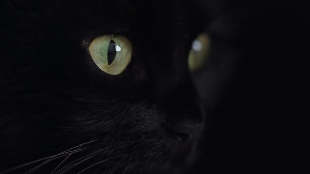 緑色の目をした黒いふわふわ猫の肖像画をクローズアップ。ハロウィーンのシンボル — ストック動画