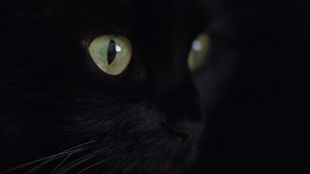Stockvideo Schwarzes Katzengesicht Videoclip Schwarzes Katzengesicht Lizenzfreie Hd Videos Depositphotos